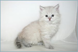 Female Siberian Kitten from Deedlebug Siberians